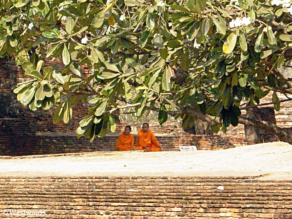 monks below trees in Thailand