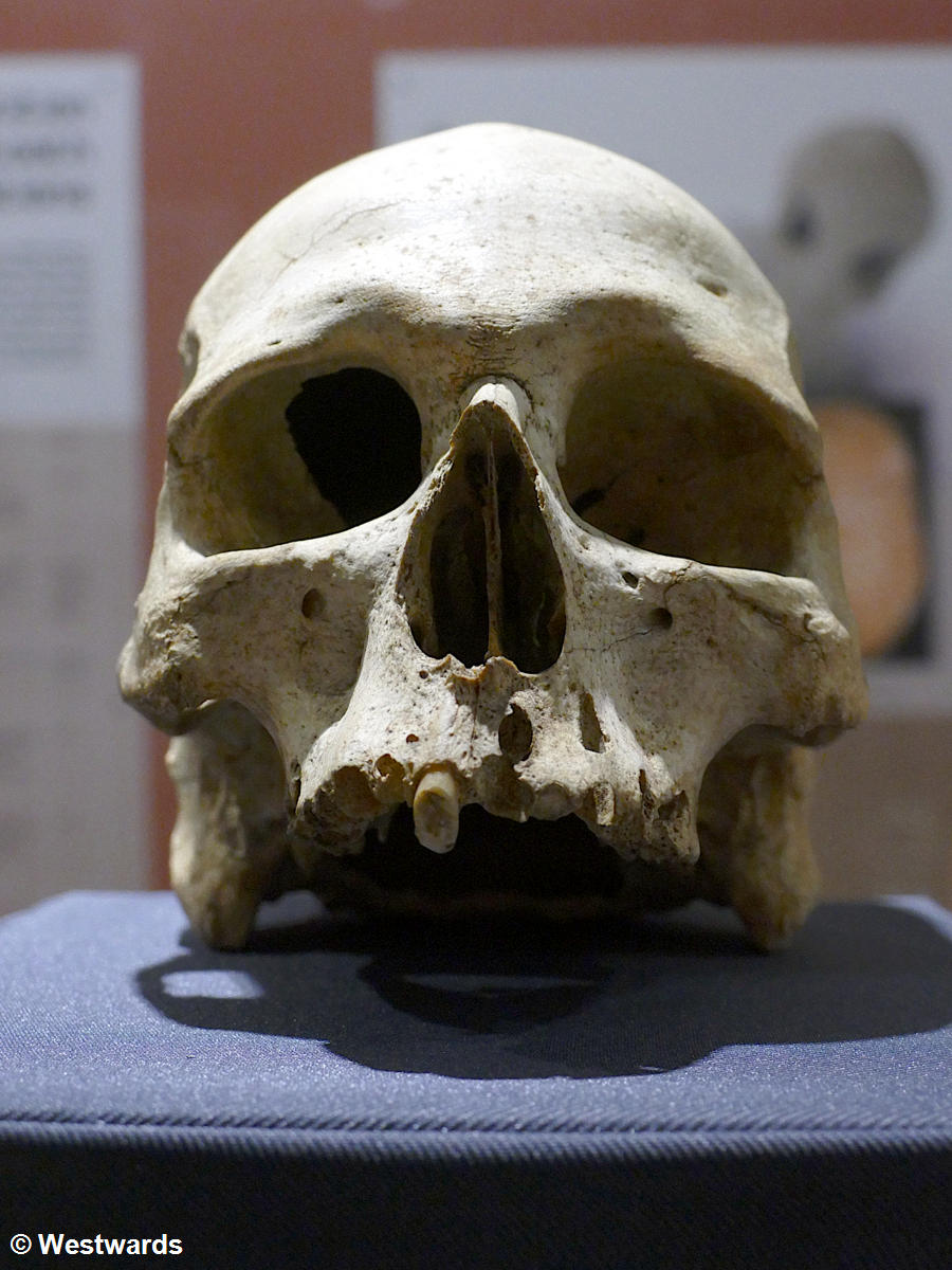 Skull from Hal Saflieni Hypogeum in the Valletta Archaelogical Museum