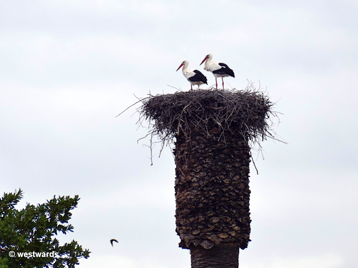 storks nesting near Medina Azahara in the Cordoba region