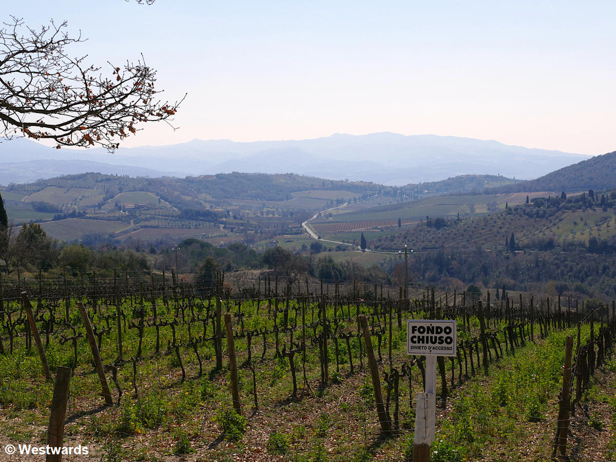 vineyard near Montalcino