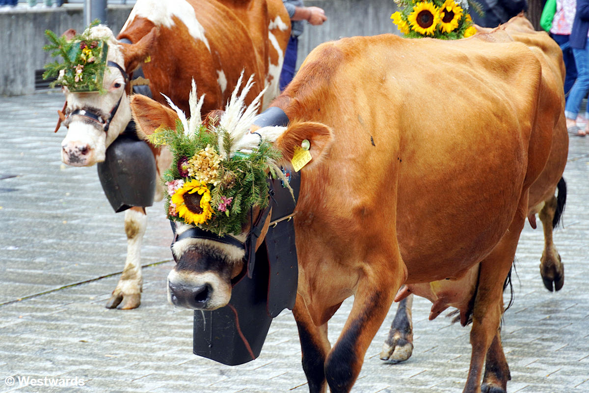 Cattle drive in Vaduz