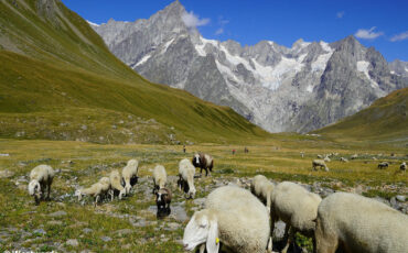 Sheep near the Rifugio Bonatti below the Grandes Jurasses mountains