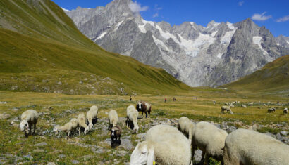Sheep near the Rifugio Bonatti below the Grandes Jurasses mountains
