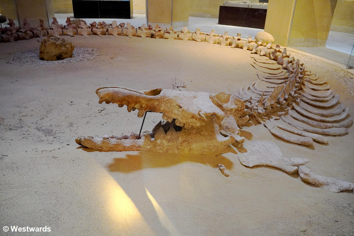Petrified whale bones in the Wadi Al-Hitan Museum