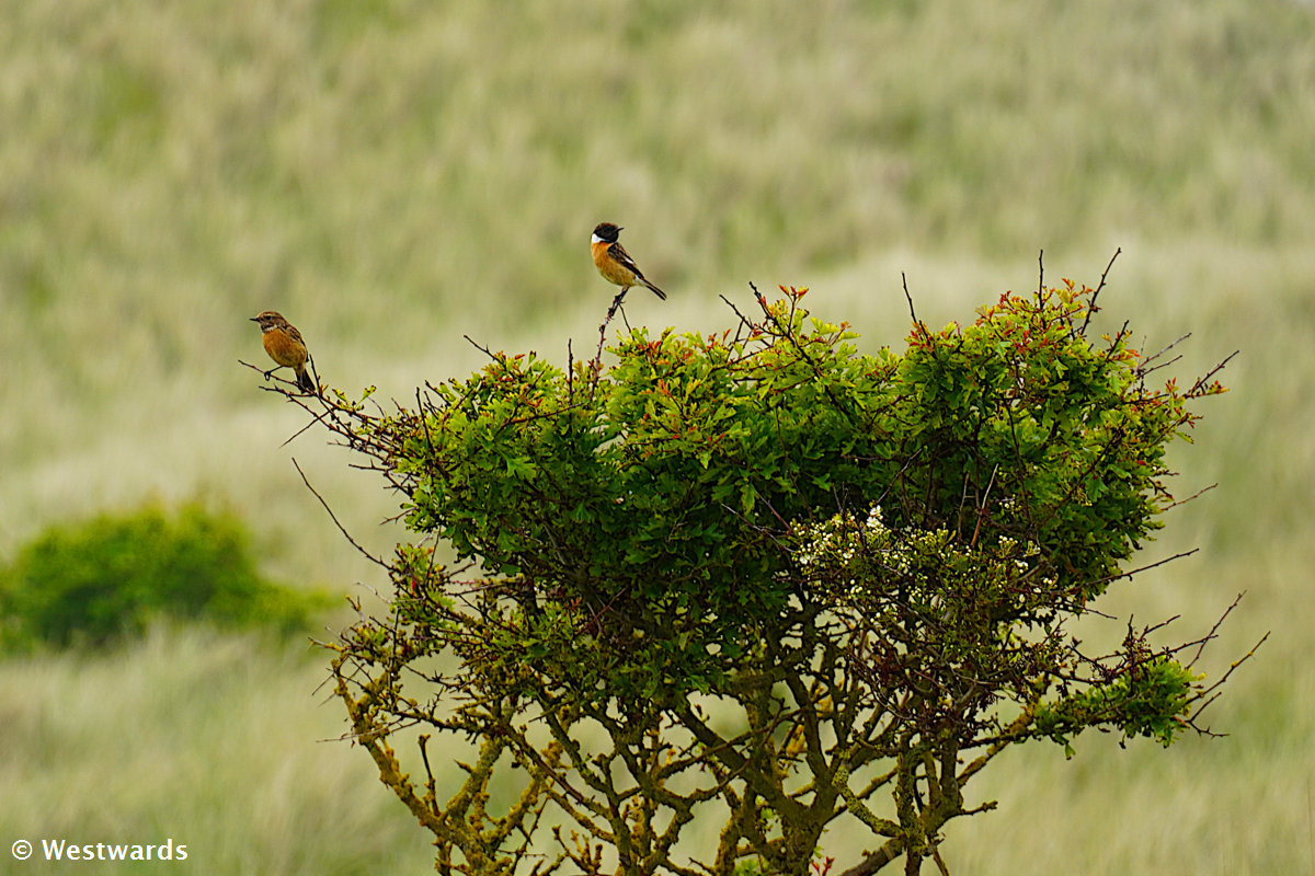 Stonechats in the Nature Reserve on the Holy Island