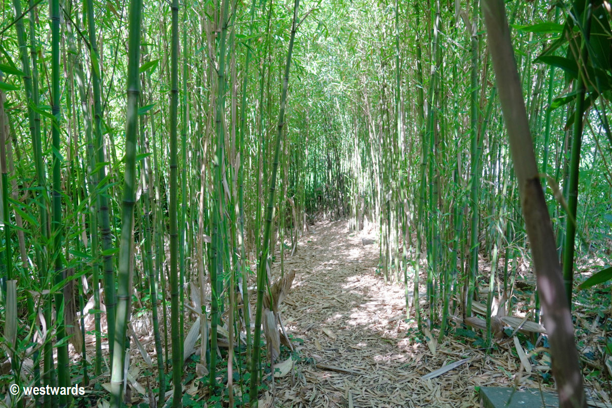 In a quiet bamboo grove in Arc-et-Senans
